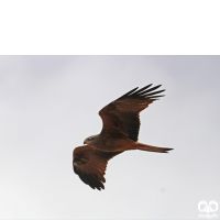 گونه کورکور سیاه Black Kite